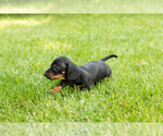 Small #2 Dachshund