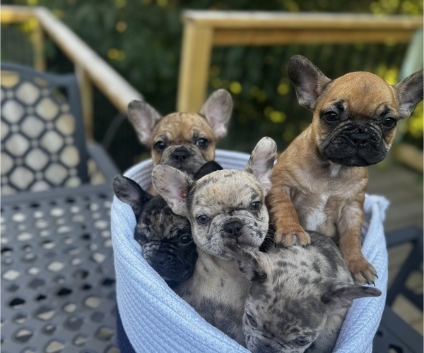 Medium Photo #16 French Bulldog Puppy For Sale in PRINCETON, WV, USA