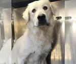 Small Great Pyrenees Mix