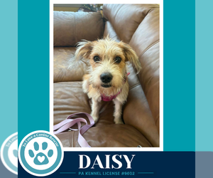 Mutt Dogs for adoption in Kimberton, PA, USA
