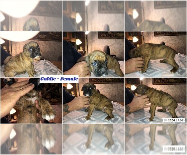 Medium Photo #5 Boxer Puppy For Sale in BISMARCK, AR, USA