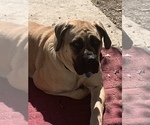 Small Photo #1 Mastiff Puppy For Sale in NANCY, KY, USA