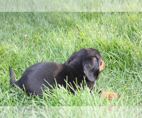 Medium Photo #4 Dachshund Puppy For Sale in BLOOMINGTON, IN, USA