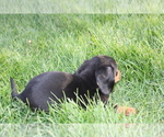 Small Photo #4 Dachshund Puppy For Sale in BLOOMINGTON, IN, USA
