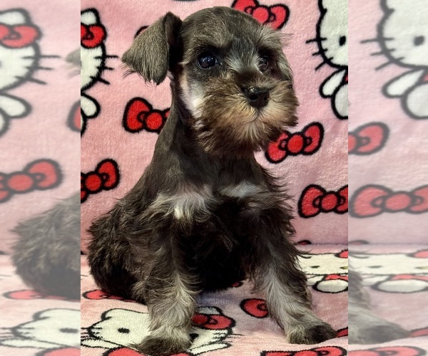 Medium Photo #4 Schnauzer (Miniature) Puppy For Sale in JEFFERSON, OR, USA