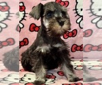 Puppy Bubbles Schnauzer (Miniature)