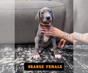 Great Dane Puppy for sale in HIGHLAND, CA, USA