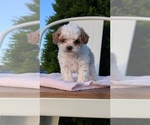 Small Photo #67 Cavapoo (Miniature) Puppy For Sale in GOSHEN, IN, USA