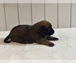 Puppy Puppy 6 Belgian Malinois