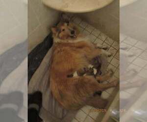 Collie Puppy for sale in HIGH POINT, NC, USA