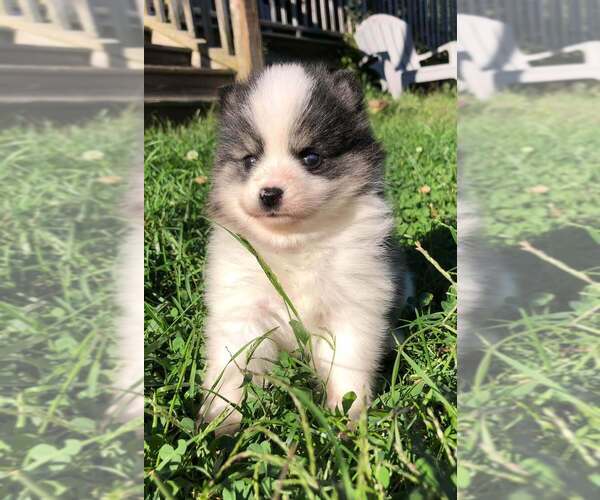 Medium Photo #1 Pomsky Puppy For Sale in SAVOY, MA, USA