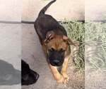 Small #3 American Pit Bull Terrier Mix