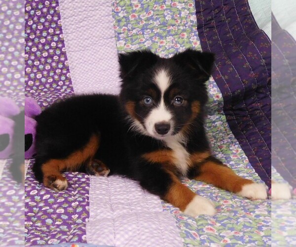 Medium Photo #9 Miniature Australian Shepherd Puppy For Sale in CINCINNATI, OH, USA
