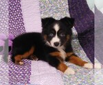Small Photo #9 Miniature Australian Shepherd Puppy For Sale in CINCINNATI, OH, USA