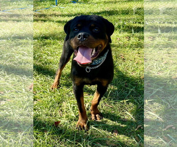 Medium Photo #3 Rottweiler Puppy For Sale in Mooresville, NC, USA
