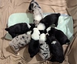 Small #6 Australian Shepherd