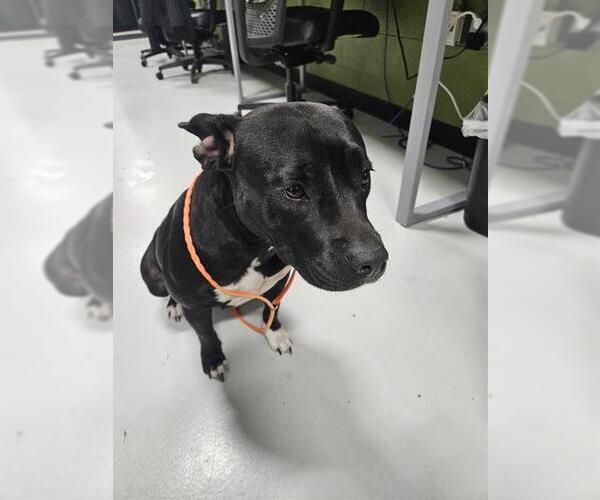 Medium Photo #1 Mutt Puppy For Sale in Temple, TX, USA