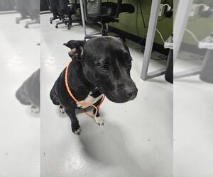 Mutt Dogs for adoption in Temple, TX, USA