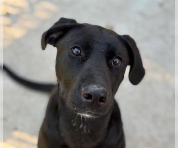 Medium Photo #1 Labrador Retriever Puppy For Sale in Tulsa, OK, USA