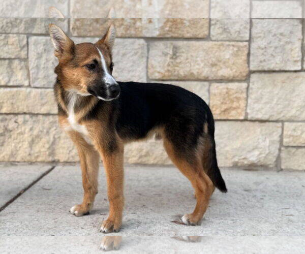 Medium Photo #3 Australian Shepherd-German Shepherd Dog Mix Puppy For Sale in PIPE CREEK, TX, USA
