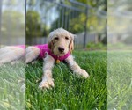 Small #4 Labradoodle