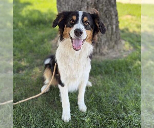 Medium Photo #2 Australian Shepherd Puppy For Sale in Modesto, CA, USA