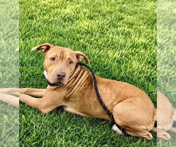 Medium Photo #1 Labrador Retriever-Rhodesian Ridgeback Mix Puppy For Sale in Houston, TX, USA