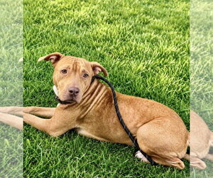 Labrador Retriever-Rhodesian Ridgeback Mix Dogs for adoption in Houston, TX, USA