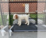 Small Photo #31 Poodle (Standard) Puppy For Sale in MOORES HILL, IN, USA
