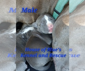 American Pit Bull Terrier Puppy for sale in DELAWARE, OH, USA