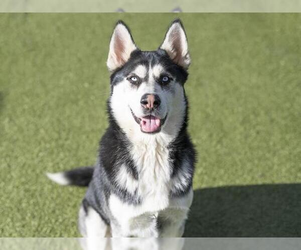 Medium Photo #1 Siberian Husky Puppy For Sale in Placerville, CA, USA