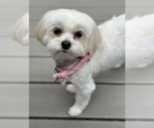Medium Photo #1 Mal-Shi Puppy For Sale in ROGERS, MN, USA