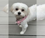 Small Photo #1 Mal-Shi Puppy For Sale in ROGERS, MN, USA