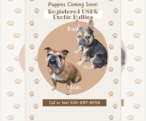 English Bulldog-French Bulldog Mix Puppy for sale in SAINT CHARLES, MO, USA
