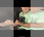 Small #3 Brussels Griffon