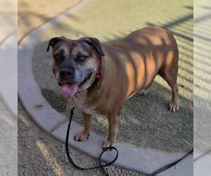 *POTATO - Female Mutt Dog for Adoption - Photo #2