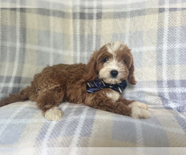 Medium Photo #4 Cavapoo Puppy For Sale in LAKELAND, FL, USA