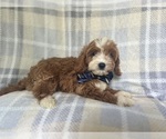 Small #3 Cavapoo