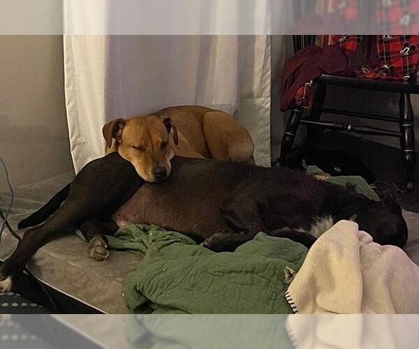 Medium Photo #10 Rhodesian Ridgeback-Unknown Mix Puppy For Sale in Lake Wylie, SC, USA