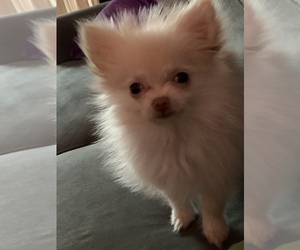 Pomeranian Puppy for sale in COCKEYSVILLE, MD, USA