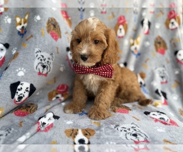 Medium Photo #5 Cavapoo (Miniature) Puppy For Sale in LAKELAND, FL, USA