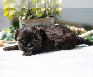 Medium Shorkie Tzu