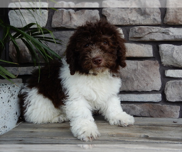 Medium Photo #3 Miniature Labradoodle Puppy For Sale in MILLERSBURG, OH, USA