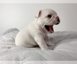 Small Photo #13 French Bulldog Puppy For Sale in STATEN ISLAND, NY, USA