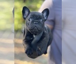 Small #1 French Bulldog
