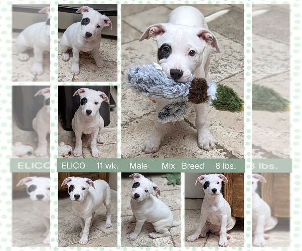 Medium Photo #2 Mutt Puppy For Sale in Mesa, AZ, USA