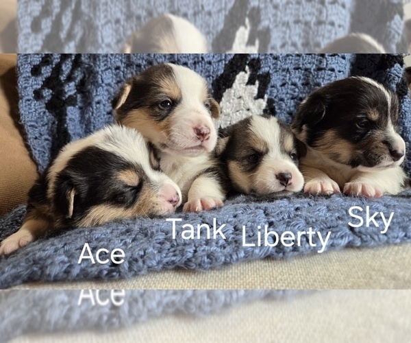 Medium Photo #1 Pembroke Welsh Corgi Puppy For Sale in JOSEPH, UT, USA