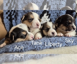 Pembroke Welsh Corgi Puppy for sale in JOSEPH, UT, USA