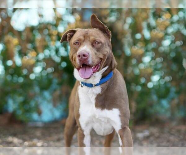 Medium Photo #3 Plott Hound-Unknown Mix Puppy For Sale in Tavares, FL, USA