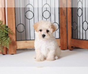 Maltipoo Puppy for sale in NAPLES, FL, USA